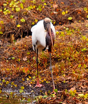 [A head-on view of a wood stork walking from the water with a nine-inch(estimate) long fish in its beak.]